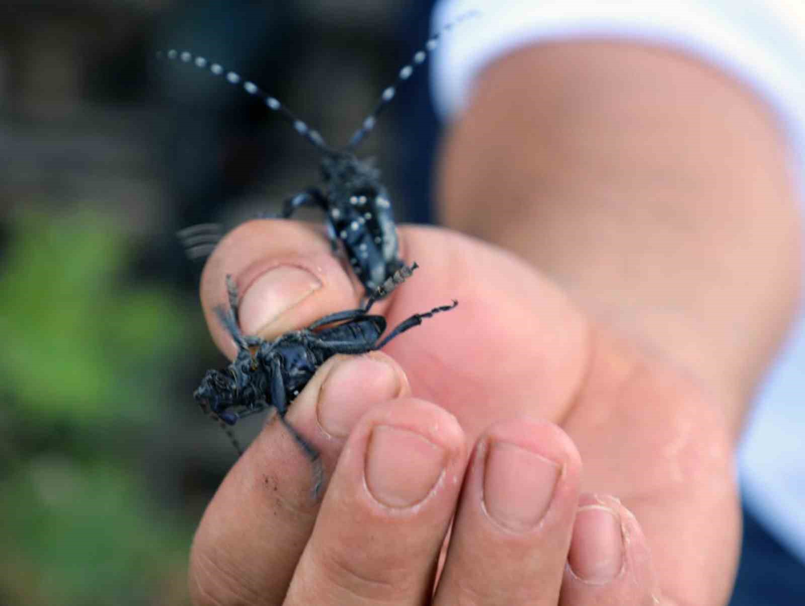 İlk defa görüldü, ekipler alarma geçti