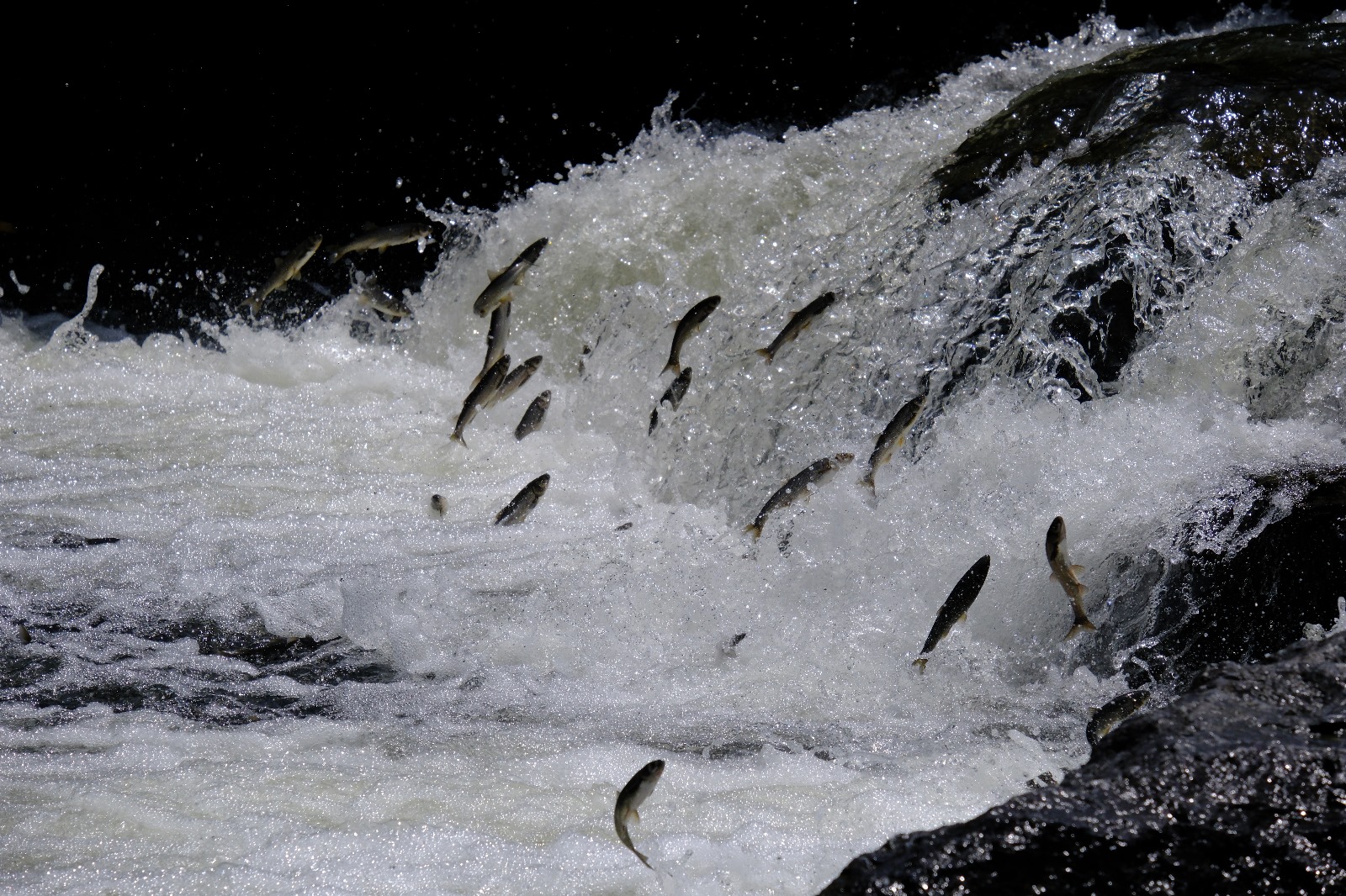 İnci kefalinin (Van Balığı) muhteşem göçü büyülüyor