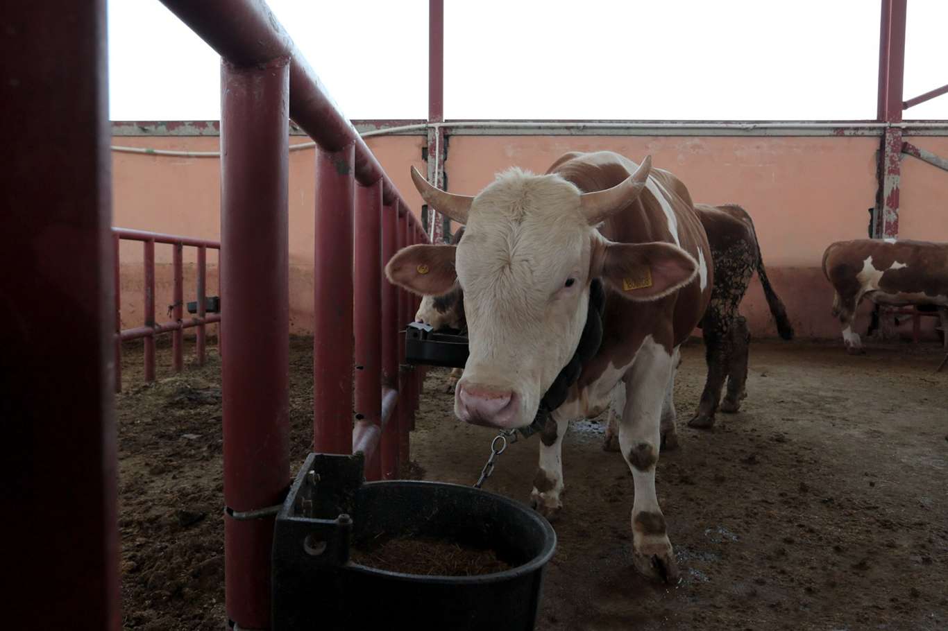 İpekyolu’nda kurban satış ve kesim yerleri belirlendi