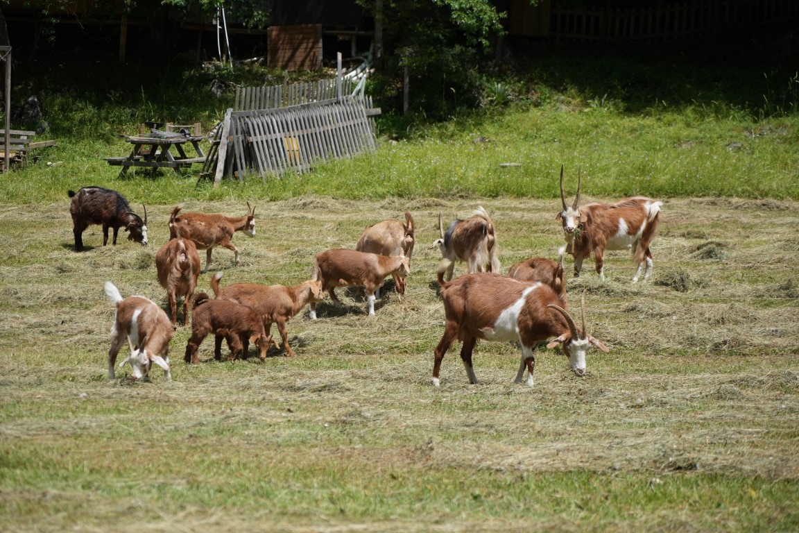 Keçilerin küpe davasında Bakanlık haklı bulundu