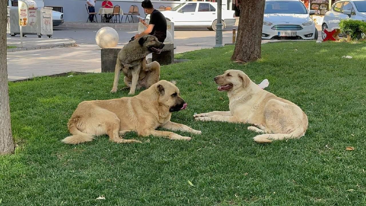 Köpek dehşeti devam ediyor: Parktan geçen genç kızı ısırdı