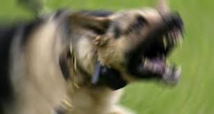 Kuduz köpek vakasında 4 kişiye yakalama kararı