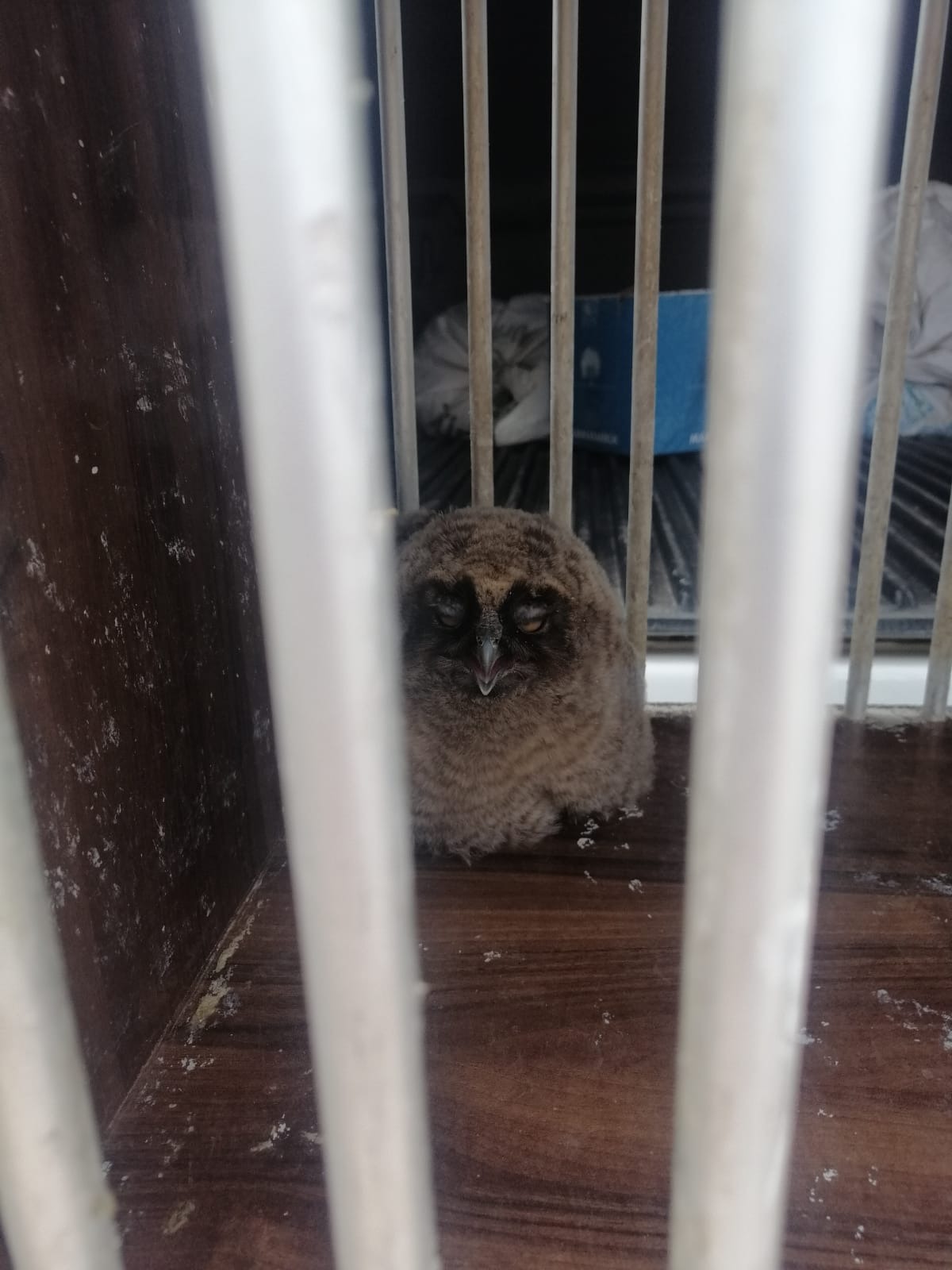 Kulaklı Orman Baykuşu Van’da tedavi altına alındı