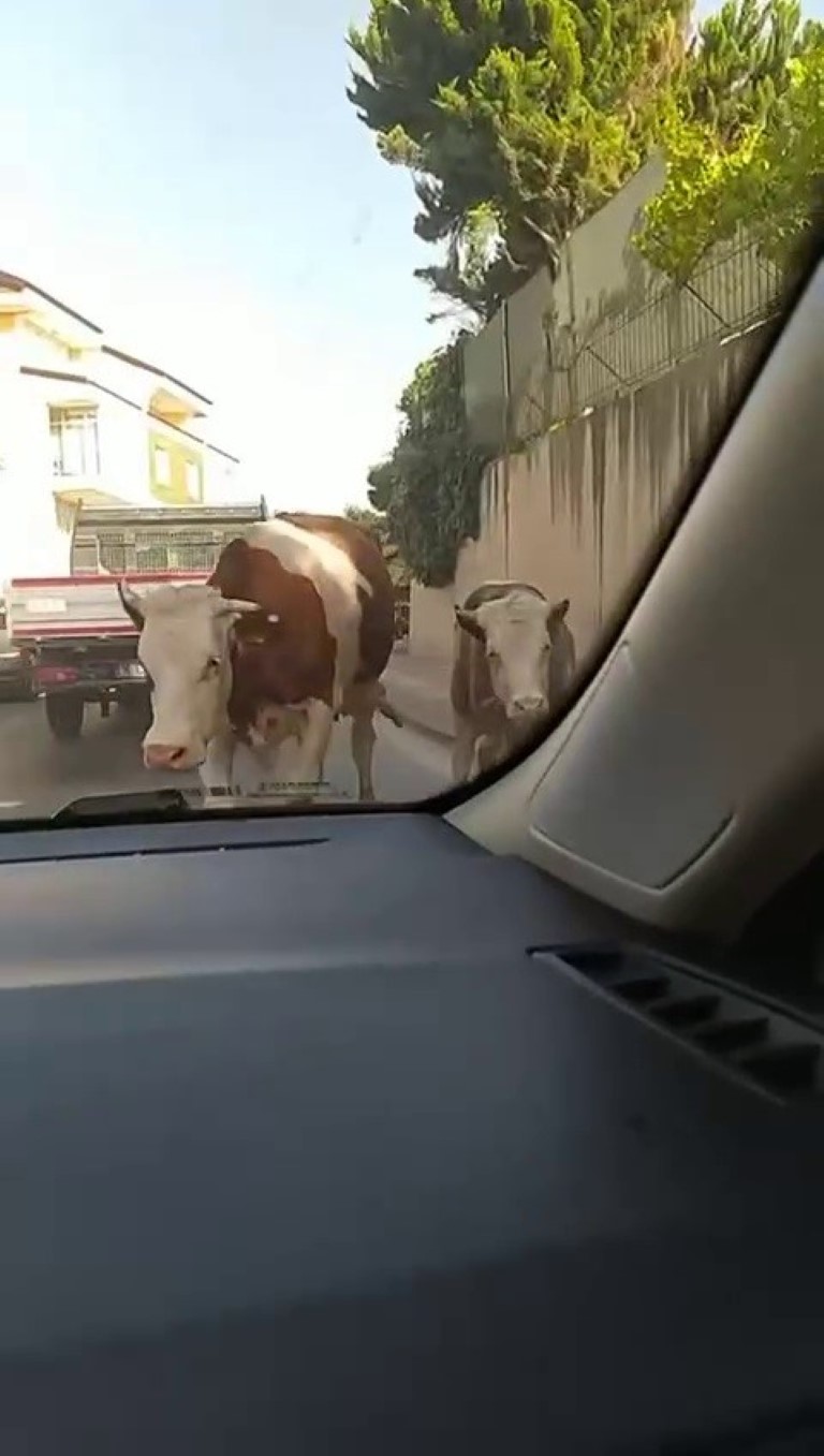 Kurbanlık dana firarları başladı