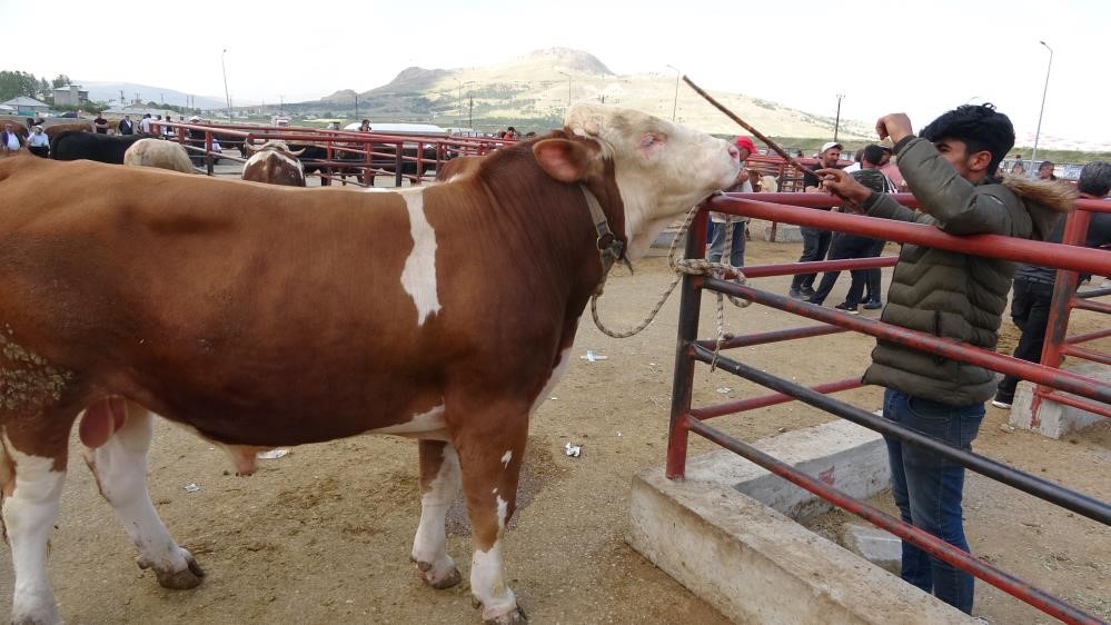 Kurbanlık hayvanlardan bulaşabilen hastalıklara dikkat!