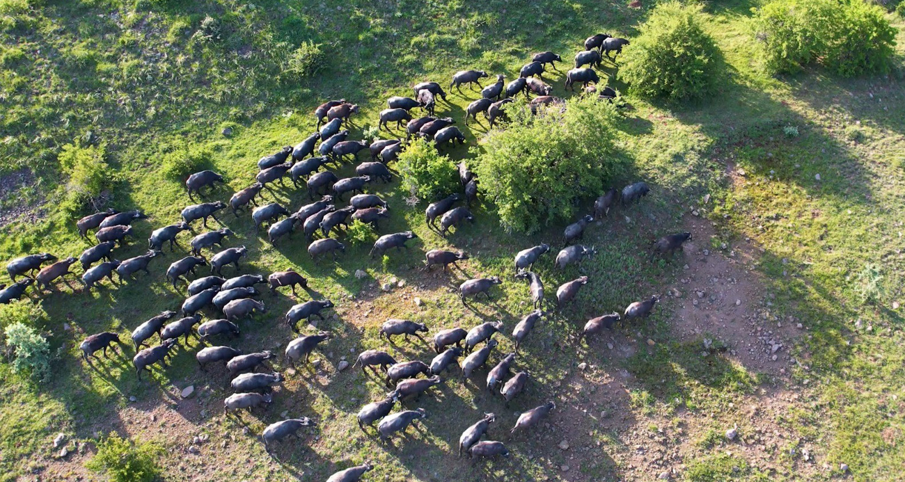 Mandaların yolculuğu havadan görüntülendi