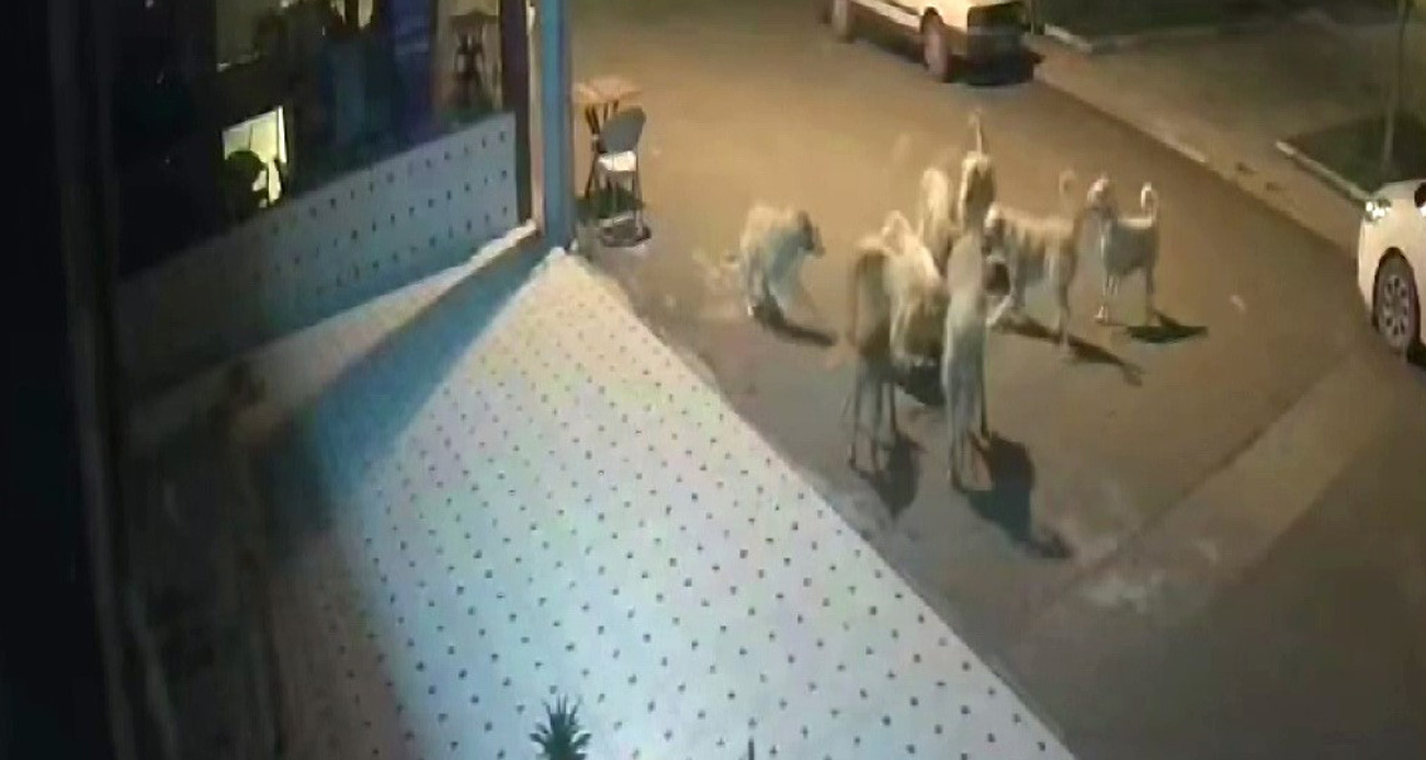 Sokak köpekleri anne kedi yavrularına parçaladı