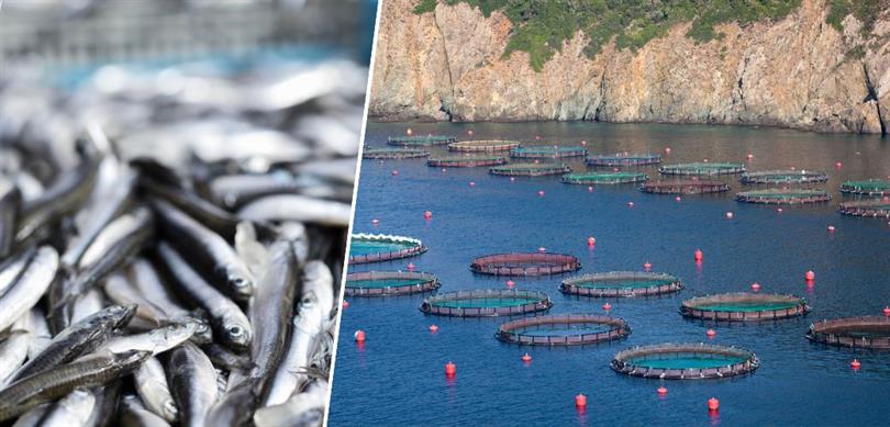 Su ürünleri üretiminde tarihi rekor kırıldı