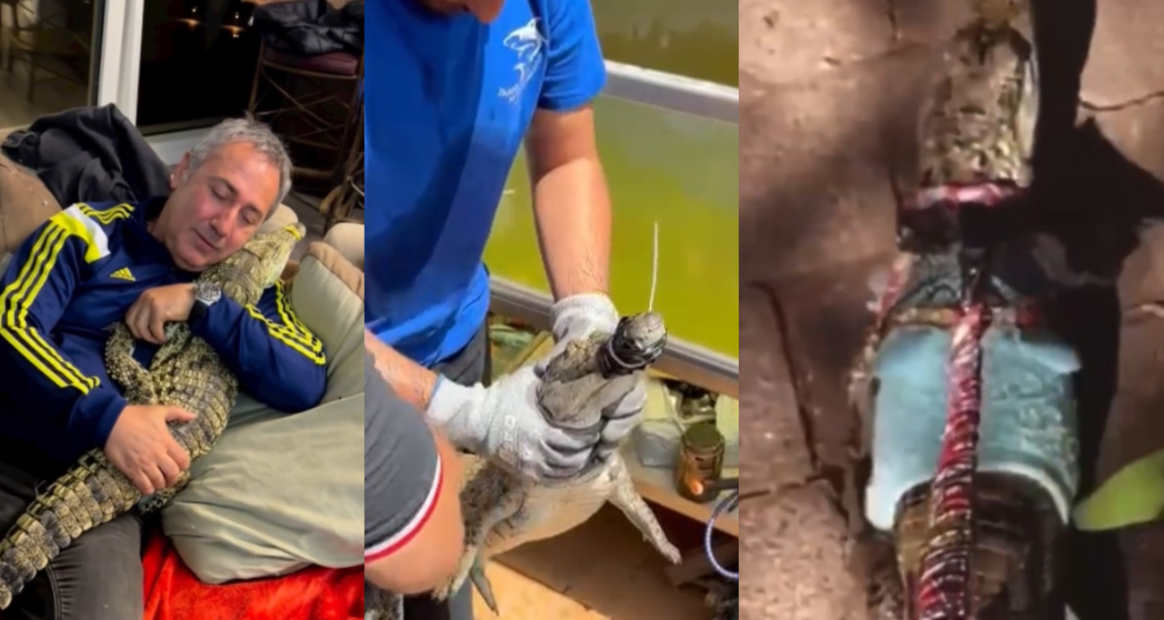 Kazak giydirdiği timsaha, tasma takıp gezdirdi