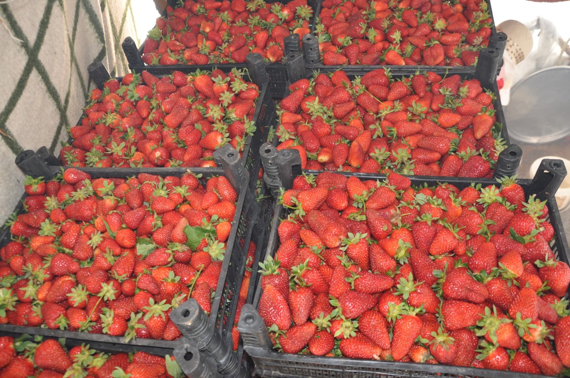 Ürettikleri çilekler devletin zirvesine ulaştı!