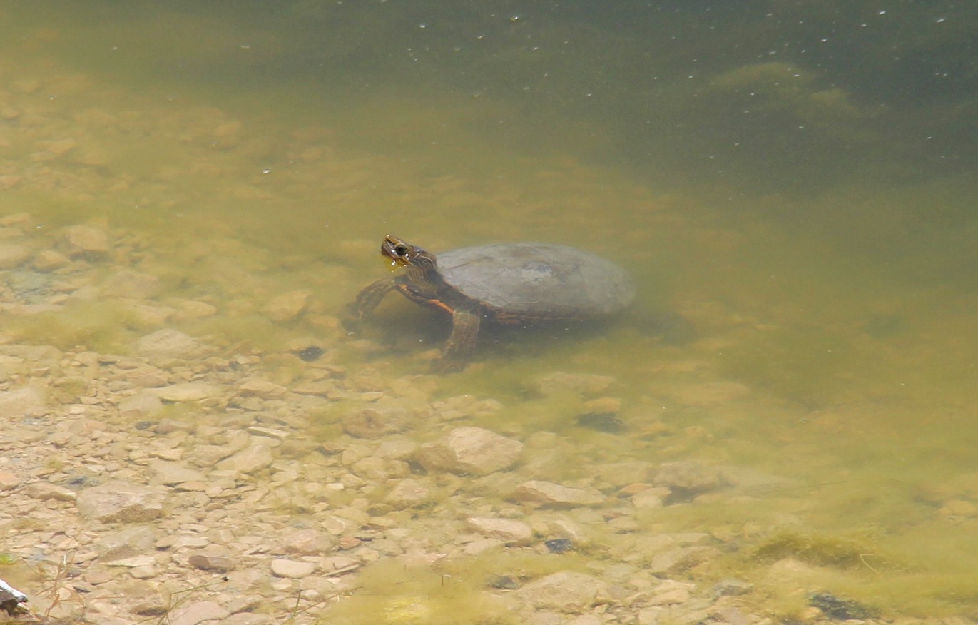 Van Sahil yolundaki kaplumbağalar için harekete geçildi