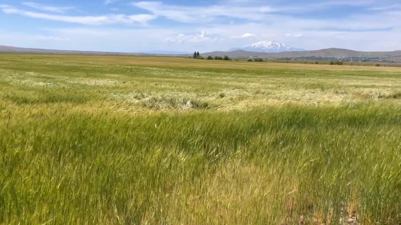 Van’da devlet destekli ekilen alanlarda inceleme yapıldı