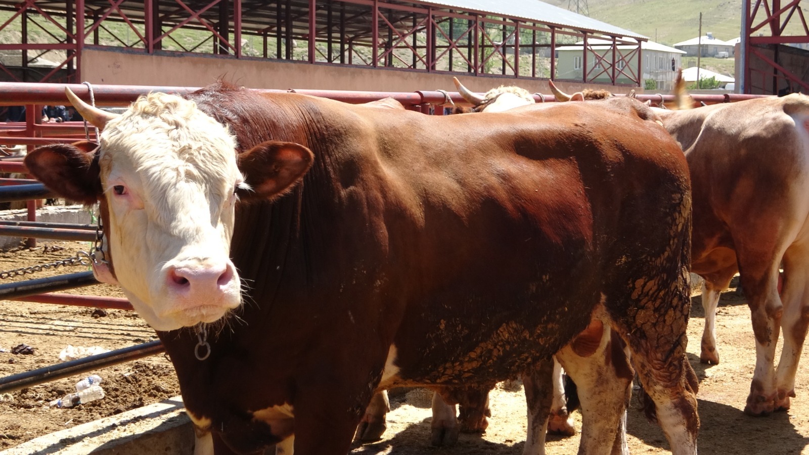 Van’da kurban fiyatları belli oldu: Sıkı pazarlıklar başladı