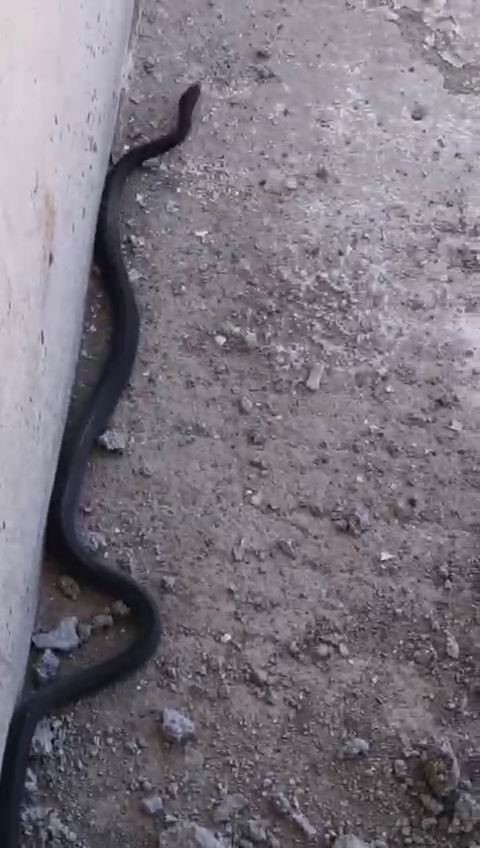 Bu yılanı gören yolunu değiştirir