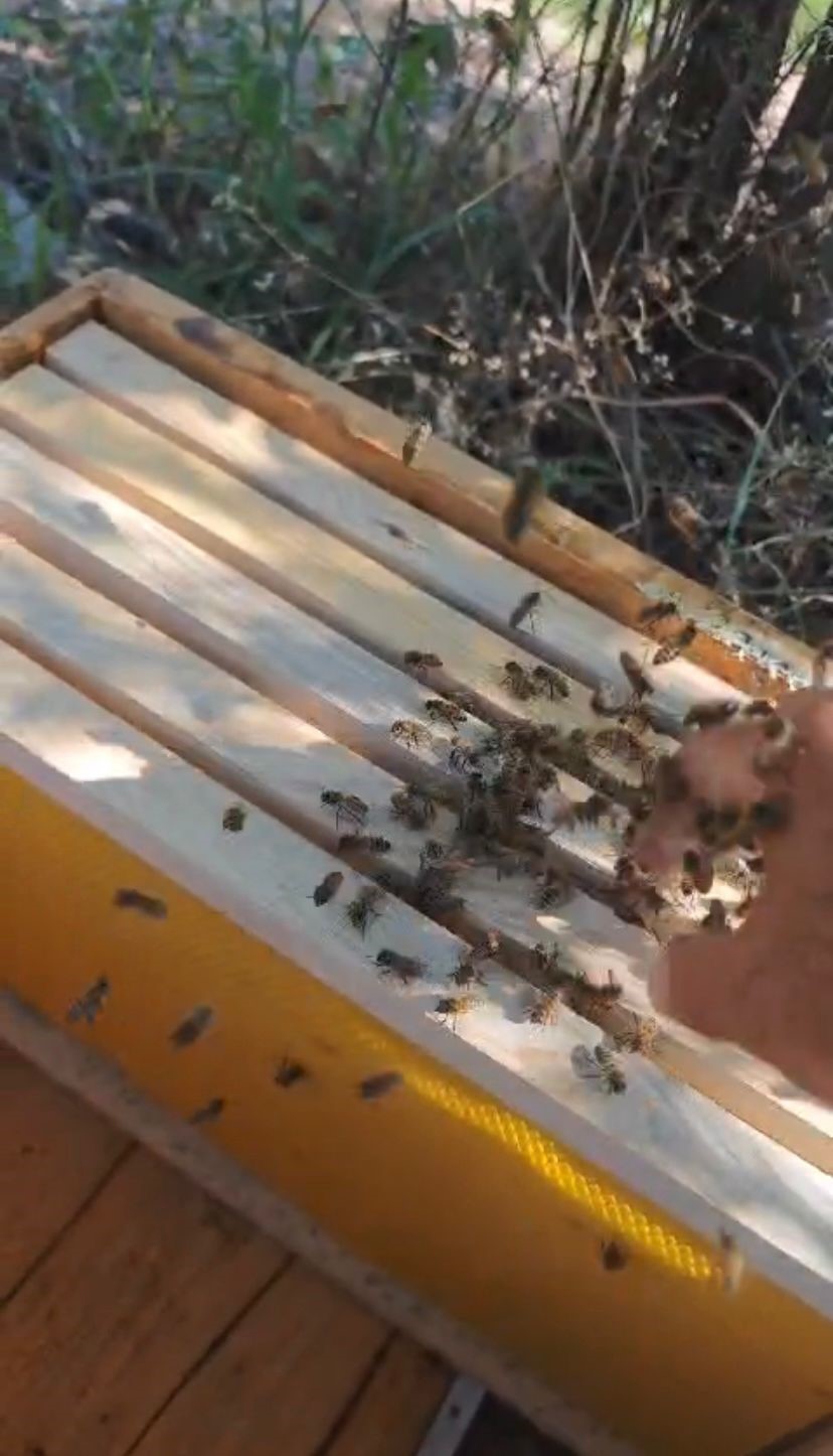 Ağaçtaki arıları elleri ile  topladı