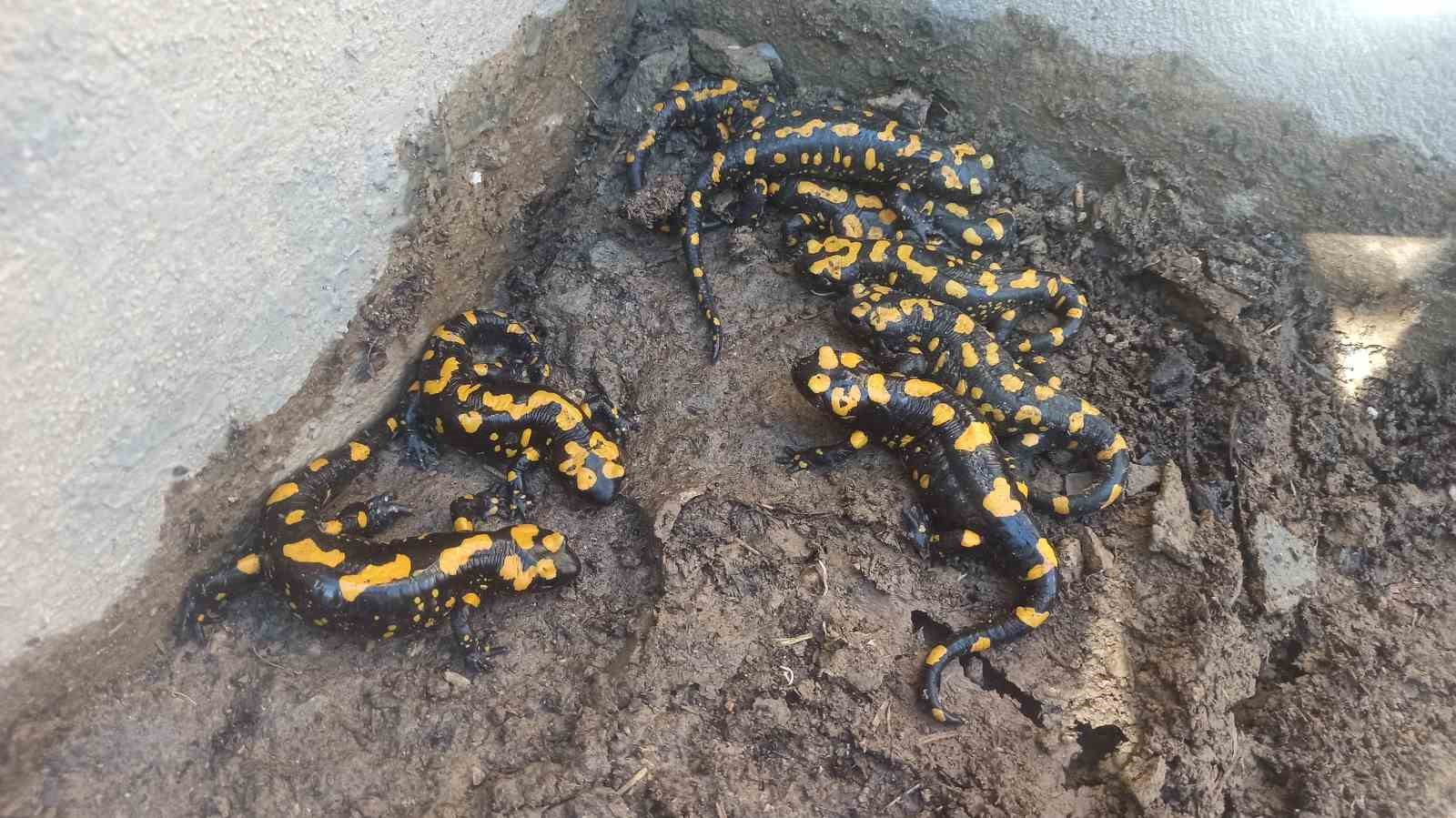 Bahçe havuzuna bakınca gözlerine inanamadı