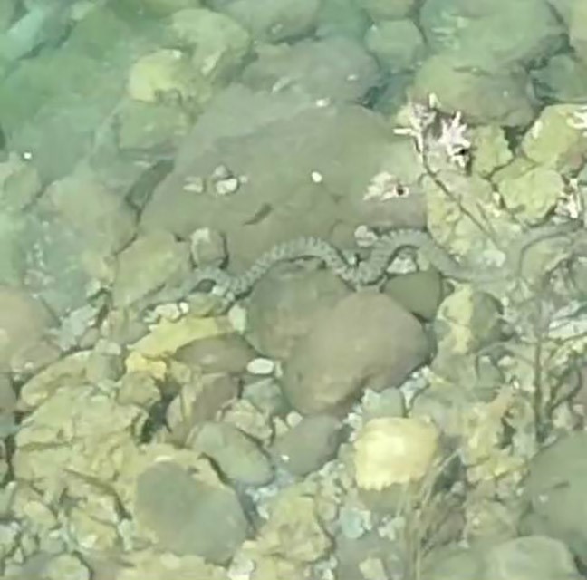 Balık avlayan yılanlar  kameraya yansıdı