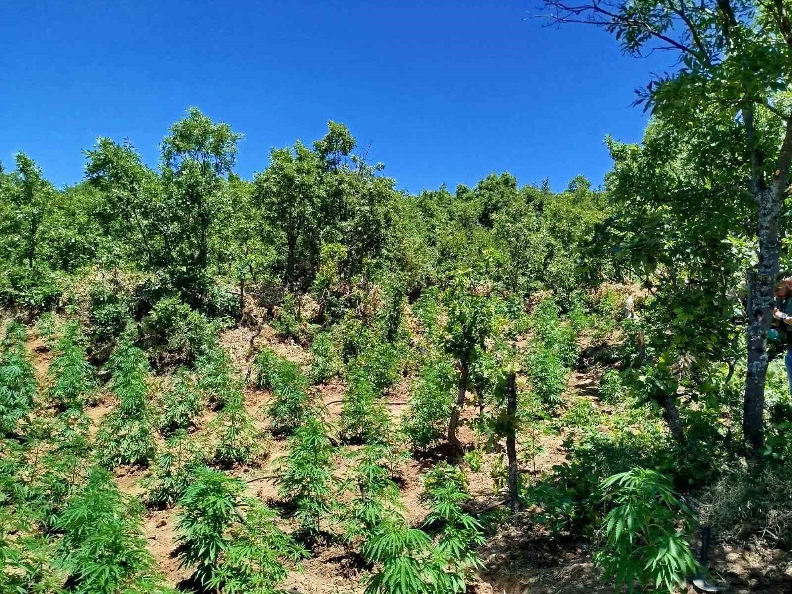 Bingöl’de uyuşturucu operasyonu