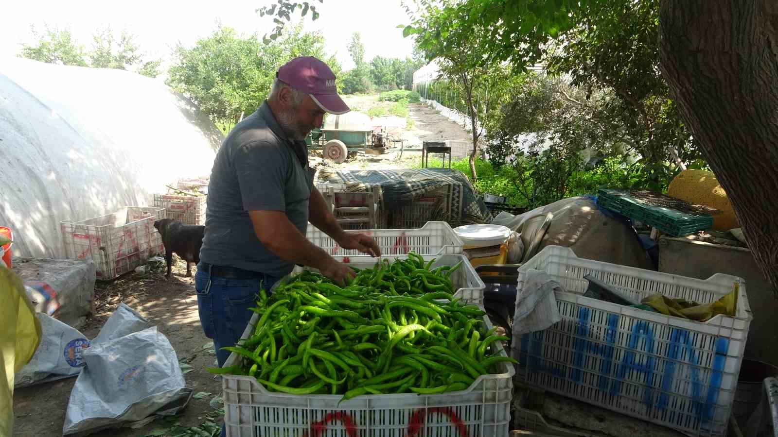 Serada çalışan işçiler sıcakta bunalıyor