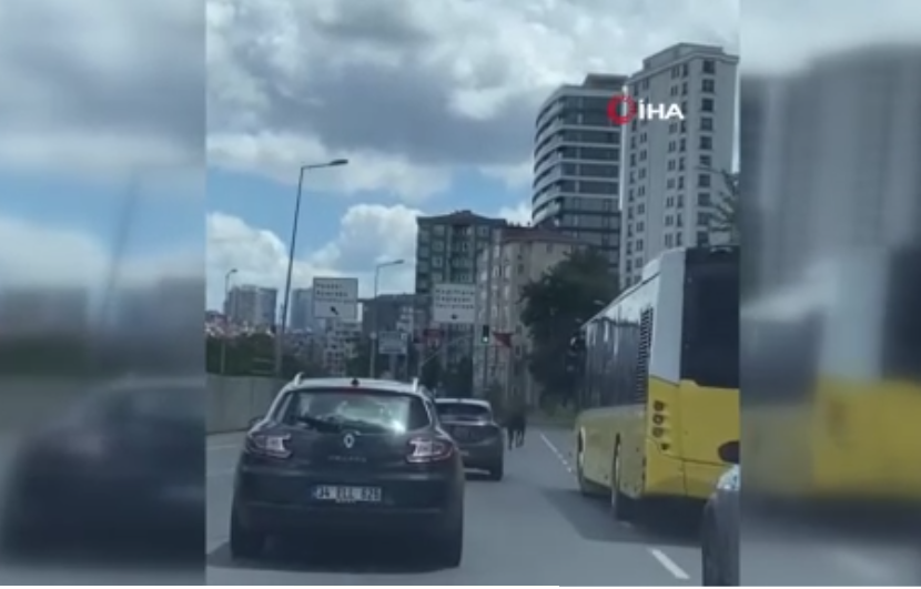 Trafiği birbirine katan dana firarda