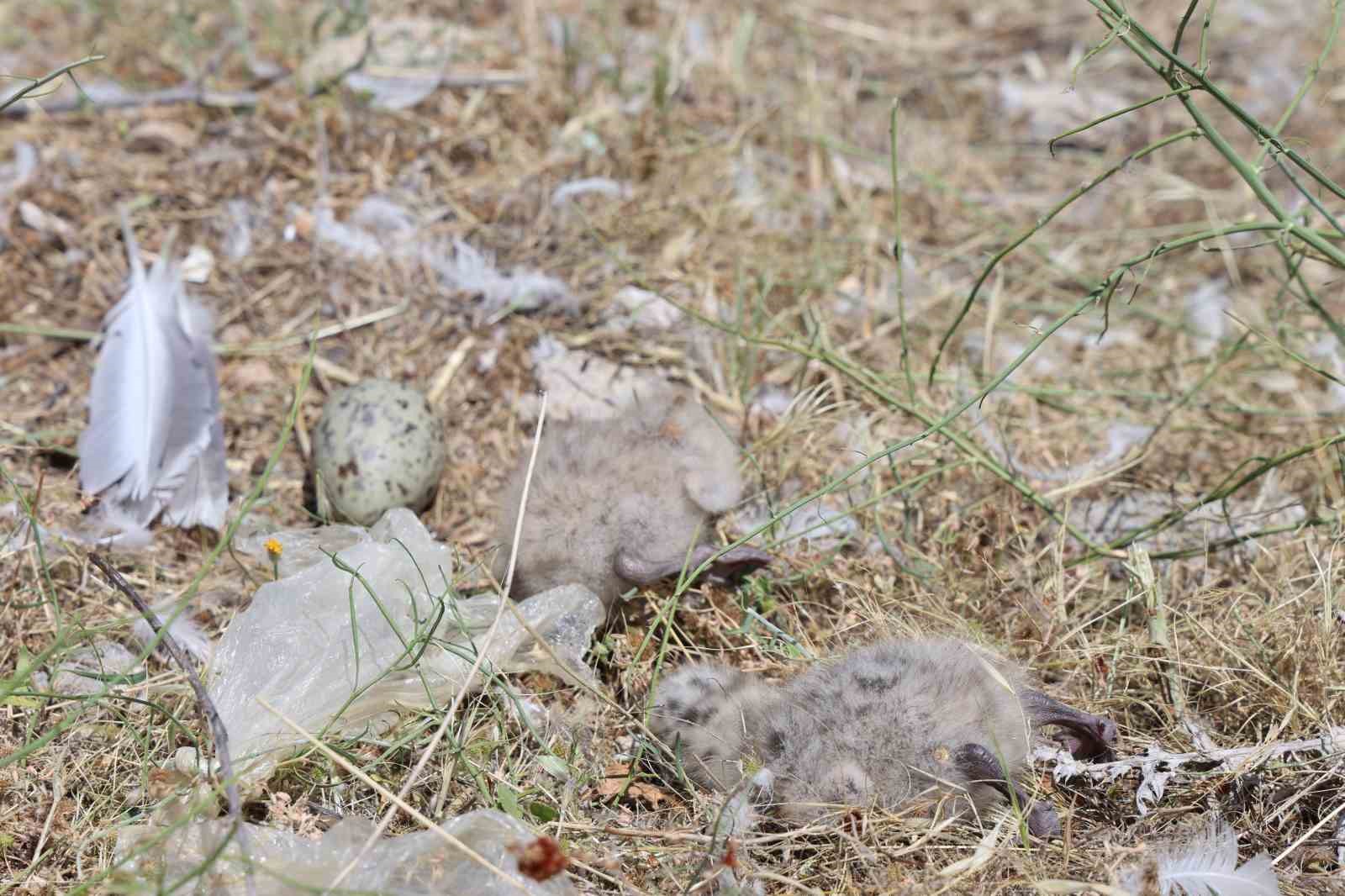 8 yaşındaki kızın, susuz kalan martı yavrusunu kurtarma mücadelesi yüreklere dokundu