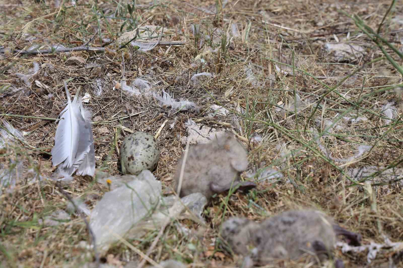 8 yaşındaki kızın, susuz kalan martı yavrusunu kurtarma mücadelesi yüreklere dokundu