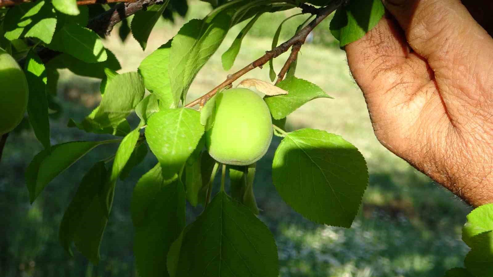 Erik ağacında kayısıyı görenler şaşırdı