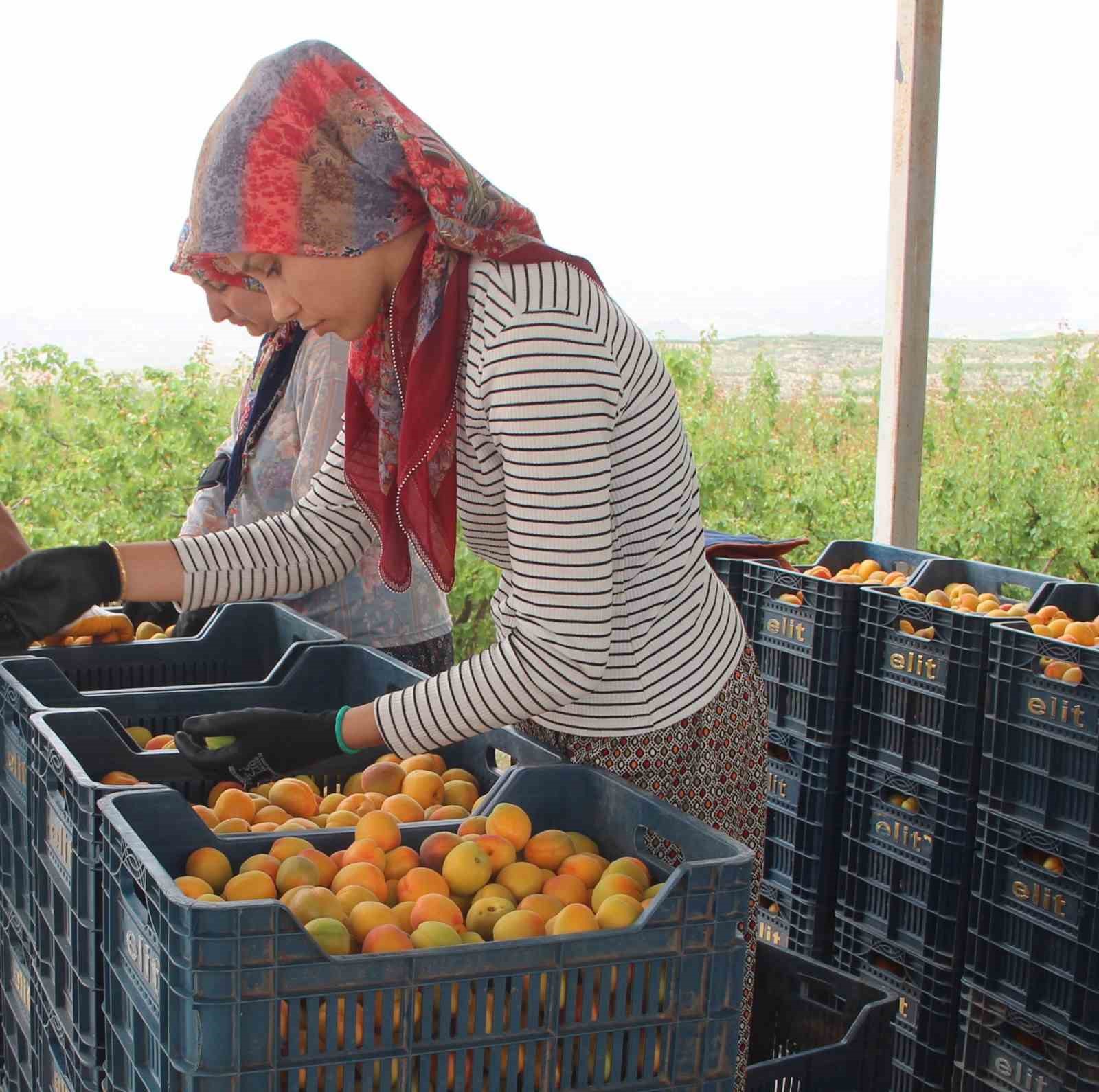 Mersin’de üretilen 200 bin ton kayısının yarısı ihraç edildi