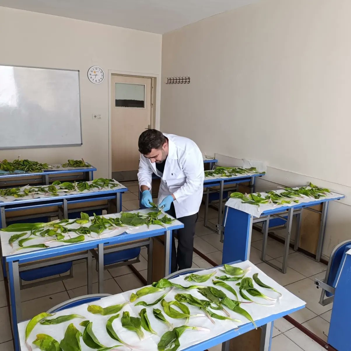 2 çuval Hakkari soğanını İran’a götürmek üzereyken yakalandı: 1 milyon 161 bin 423 TL para cezası verildi
