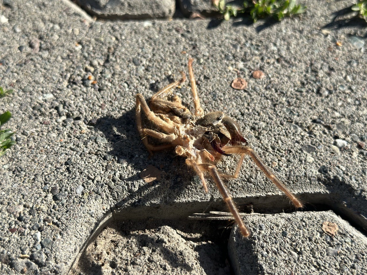 Havaların ısınmasıyla ’Sarıkız’ örümceği ortaya çıktı