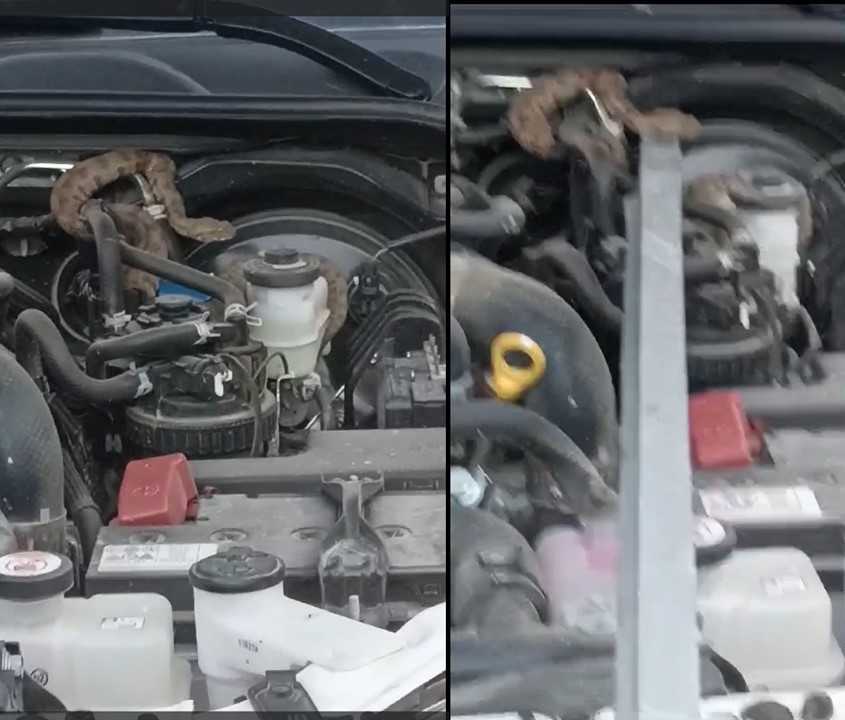 Kamyonetin motoruna giren yılan güçlükle çıkartıldı