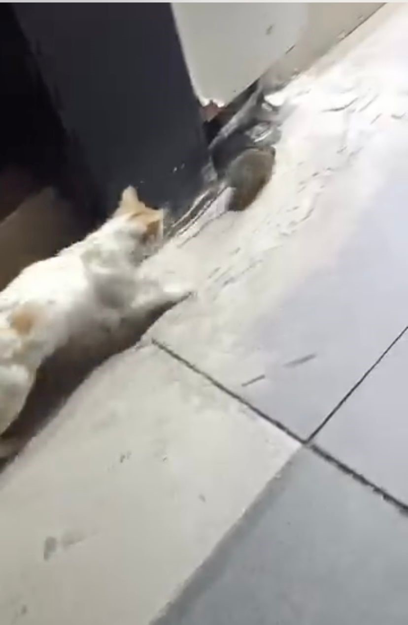 Kedinin fareyle oyunu gülümsetti