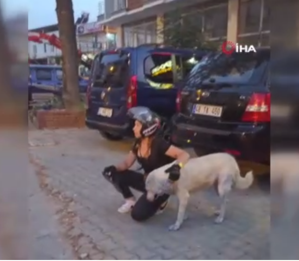 Haylaz köpeğin gülümseten anları