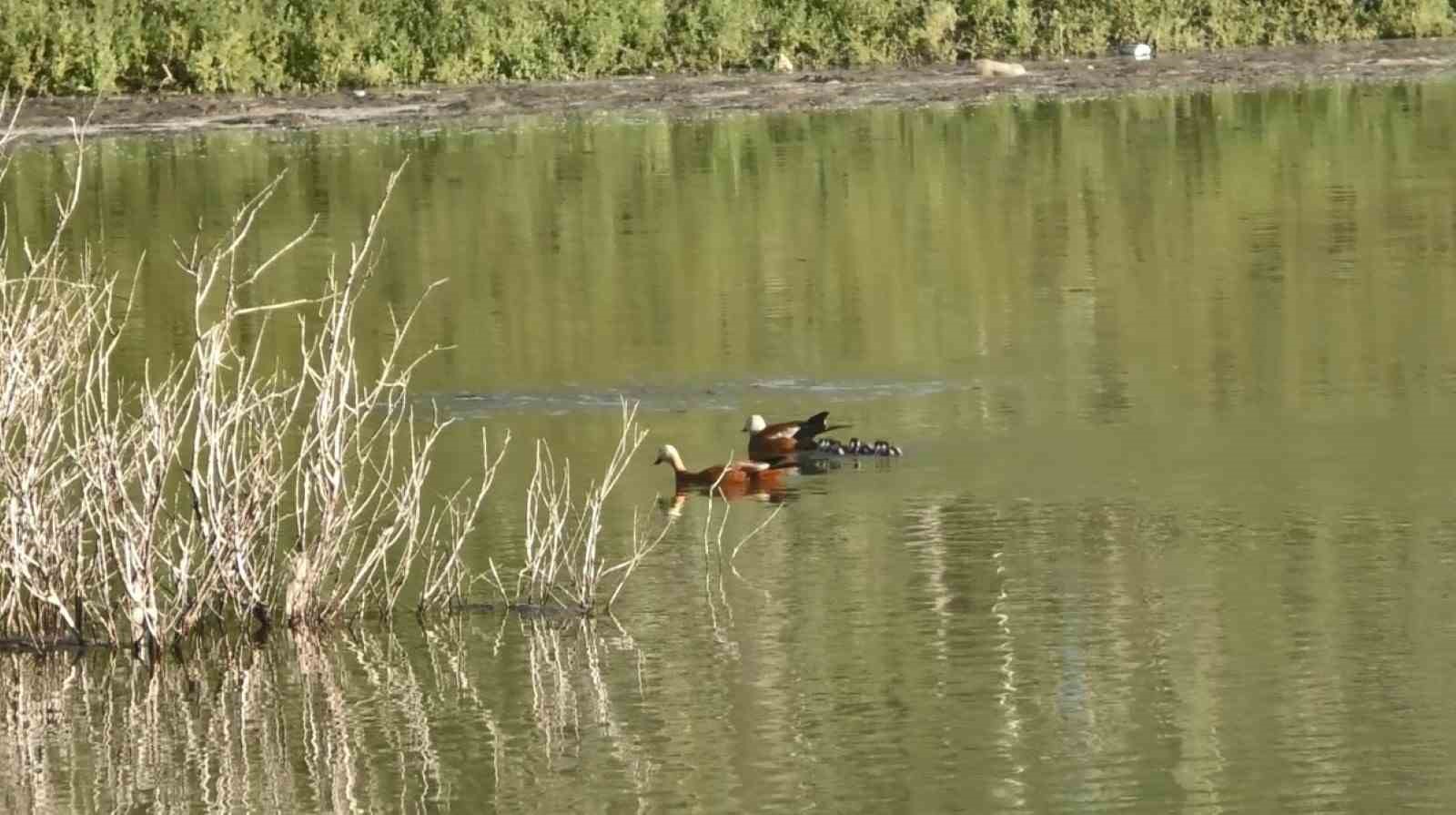 Kuşların kavgası kameralara yansıdı