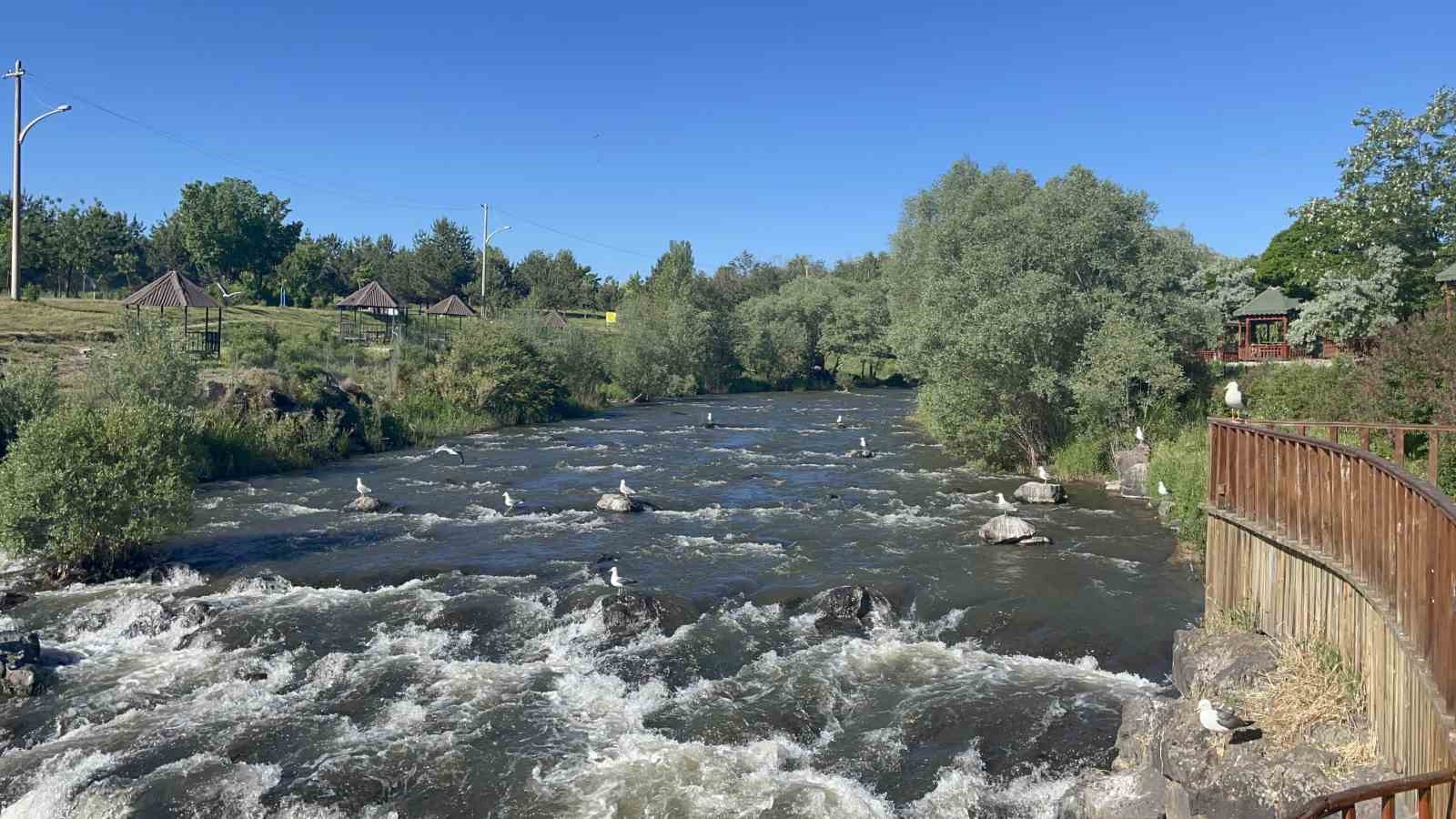Martıların inci kefali avı devam ediyor