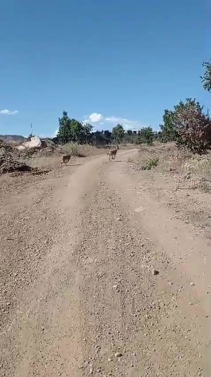 Nesli tehlike altına olan dağ keçileri görüntülendi