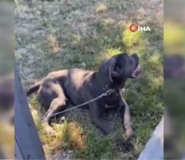 Başıboş pitbull dehşet saçtı!