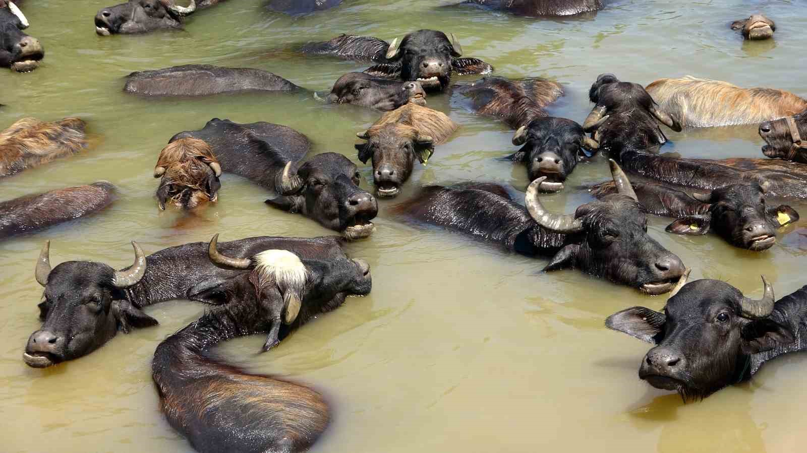 Sıcak havadan bunalan mandalar nehirde serinliyor