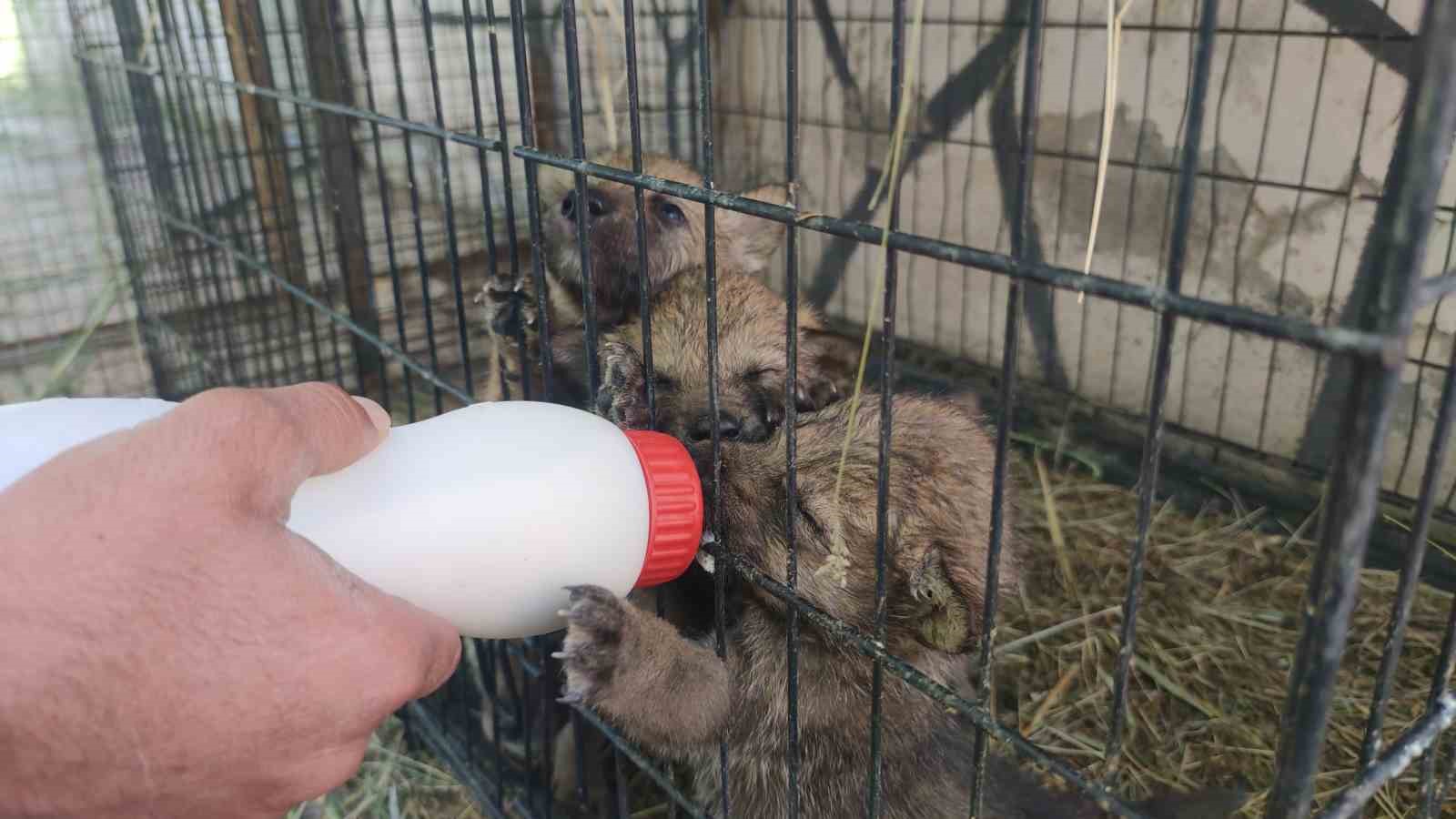 Van’da Yavru kurtlara ’kreş’ hizmeti