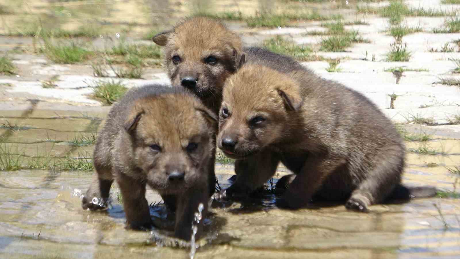 Yavru kurtlar emin ellerde