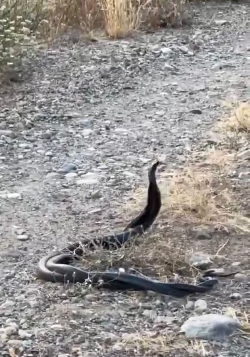 Yılanların çiftleşme dansı kameraya yansıdı