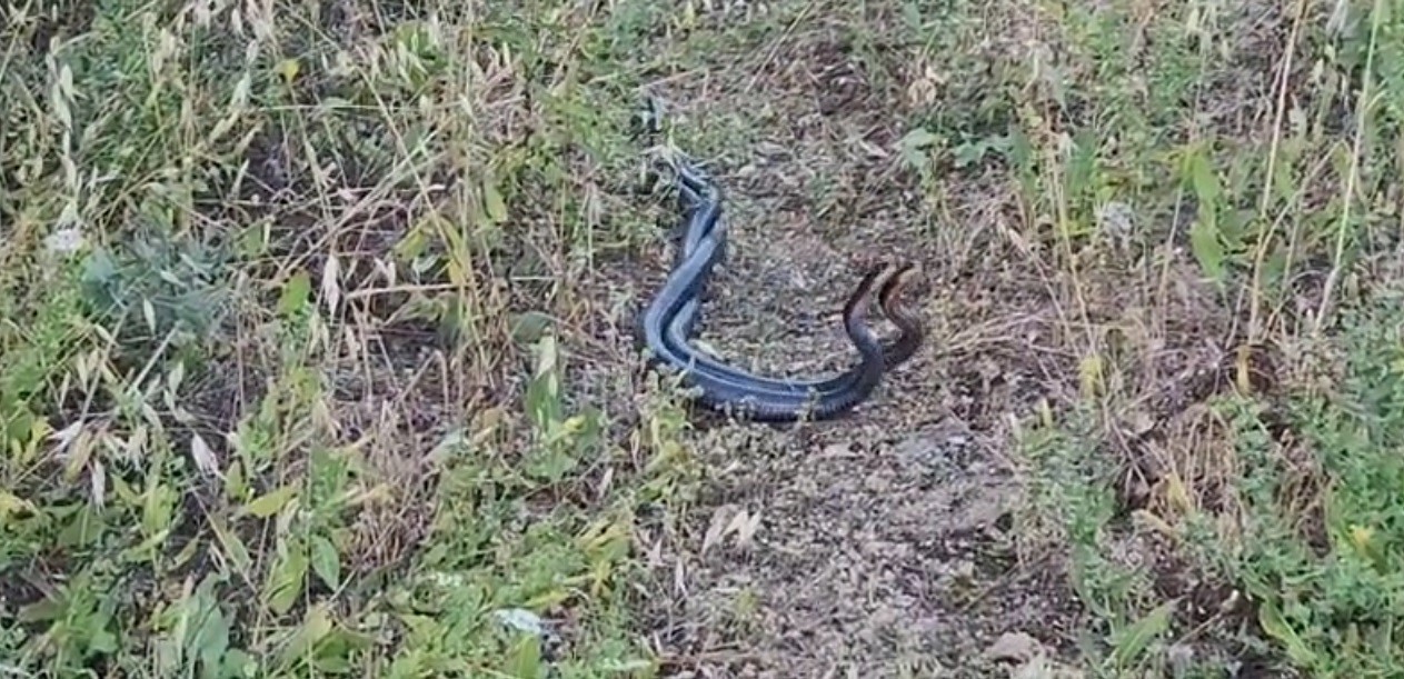 Yılanların dansı kamerada