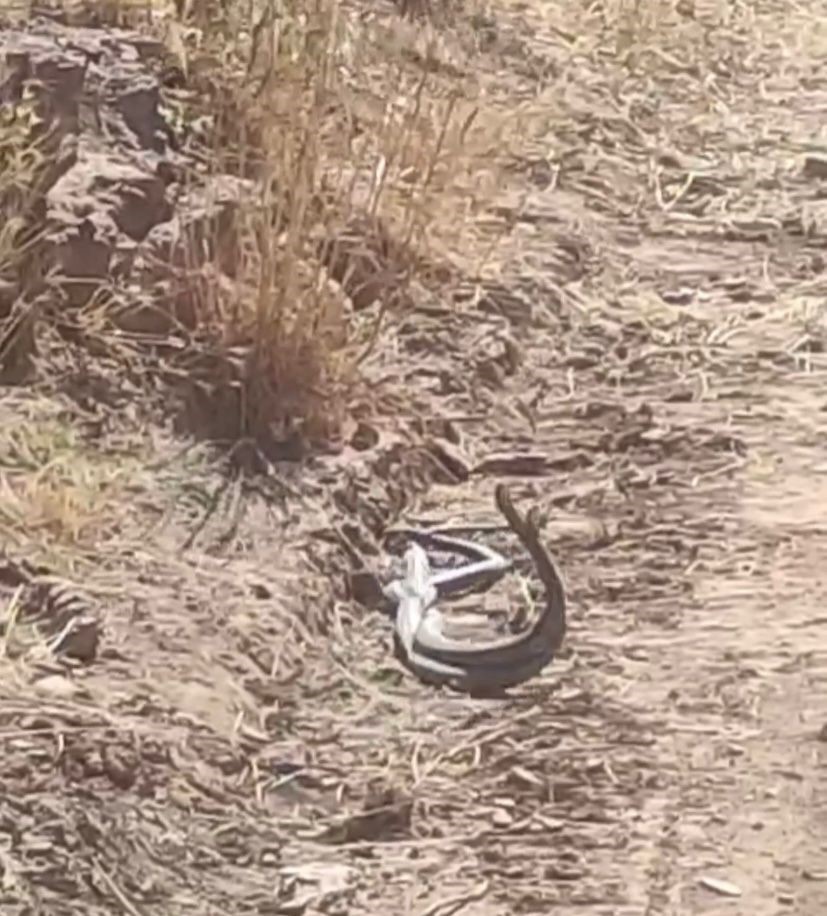 Yılanların dansı kameraya yansıdı