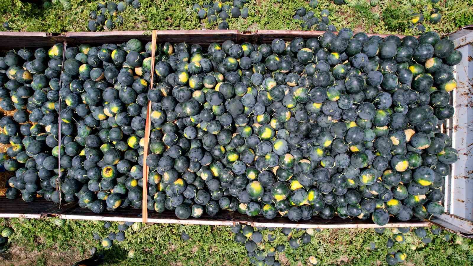 Adana’nın çekirdeksiz karpuzu Avrupa’da sofraları süslüyor