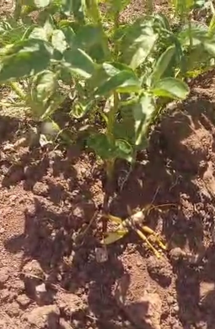 Etçil çekirge yeniden görüldü