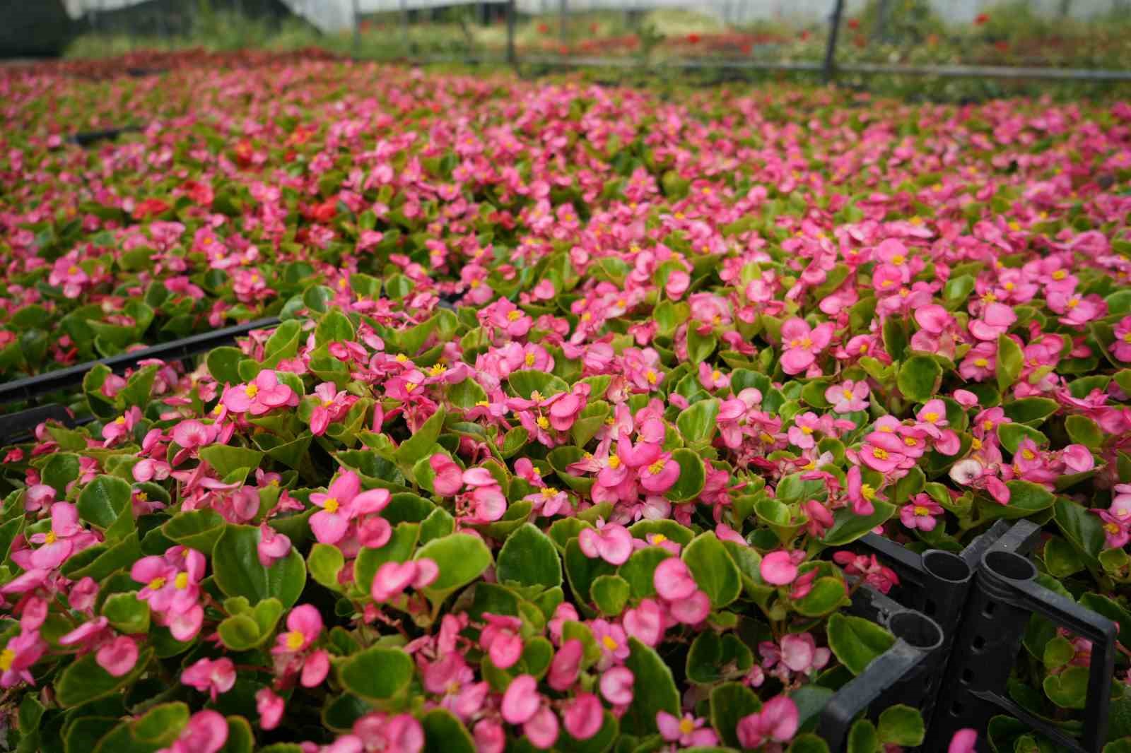 Dağın başına kurulan sera, deniz seviyelerine göre 5 kat daha verimli oldu