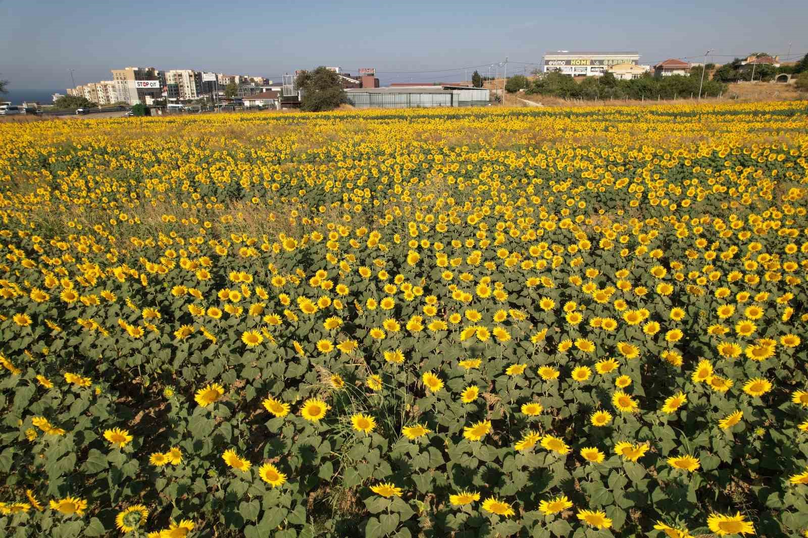 Ayçiçek tarlaları yol kenarlarını sarıya boyadı