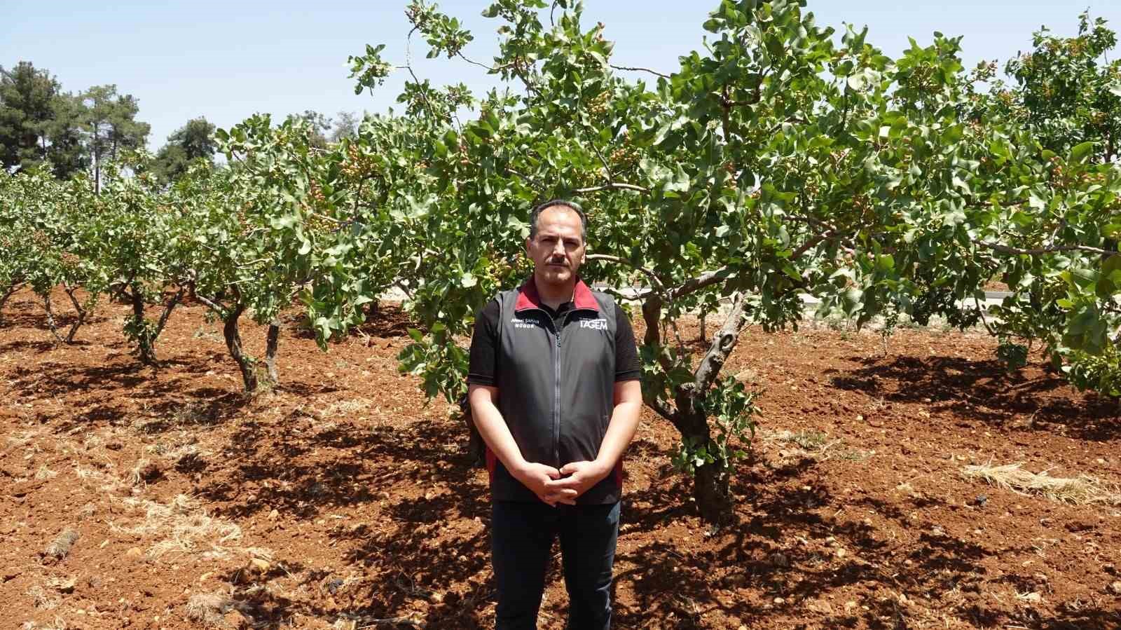 Hasadı yaklaşan Antep fıstığında yüksek rekolte bekleniyor