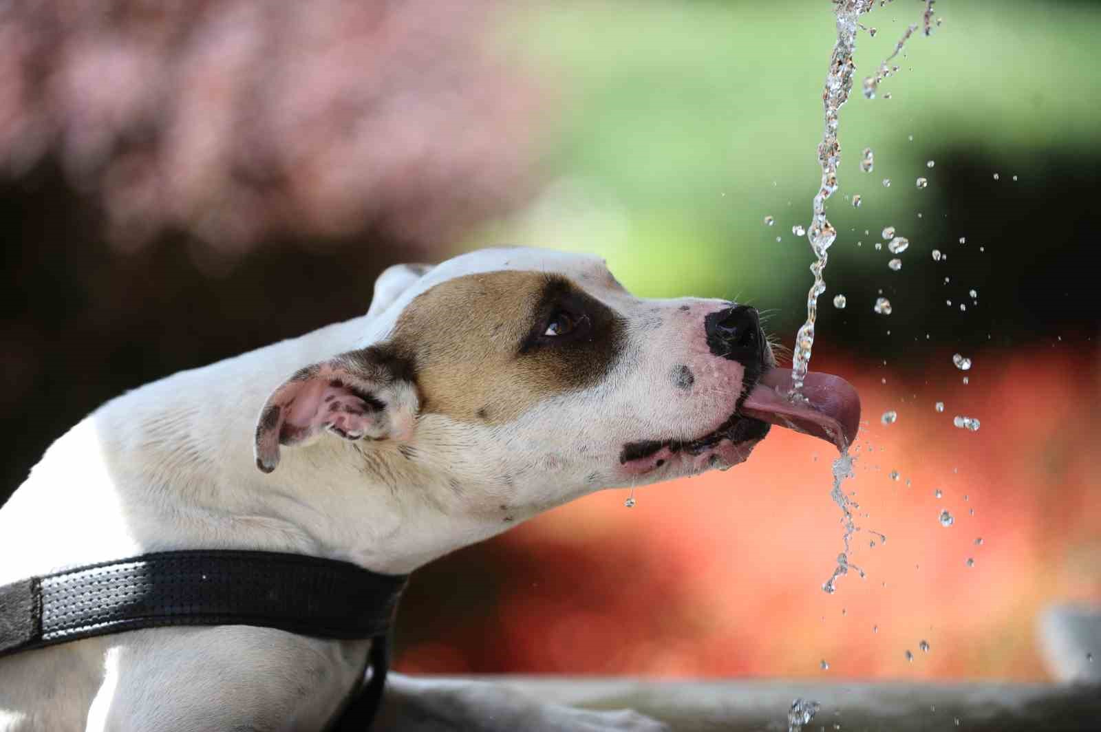 O il 4 gün boyunca sıcaktan kavrulacak!