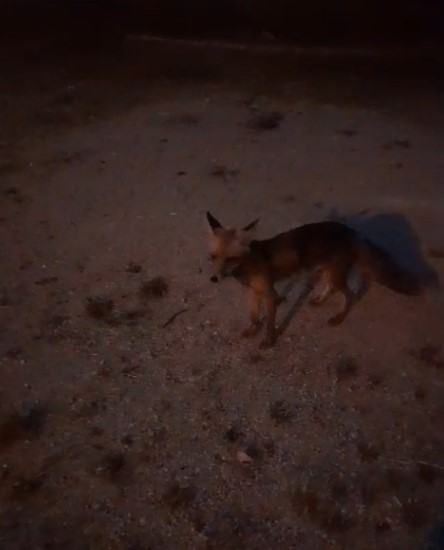 Tilkiyi makarna ile besledi